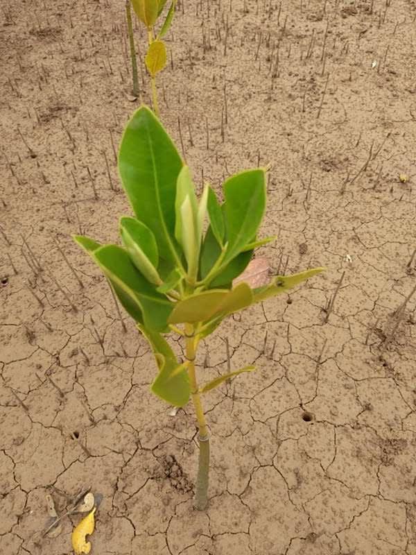 tree image