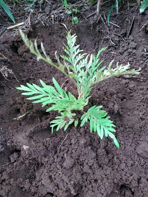 tree image