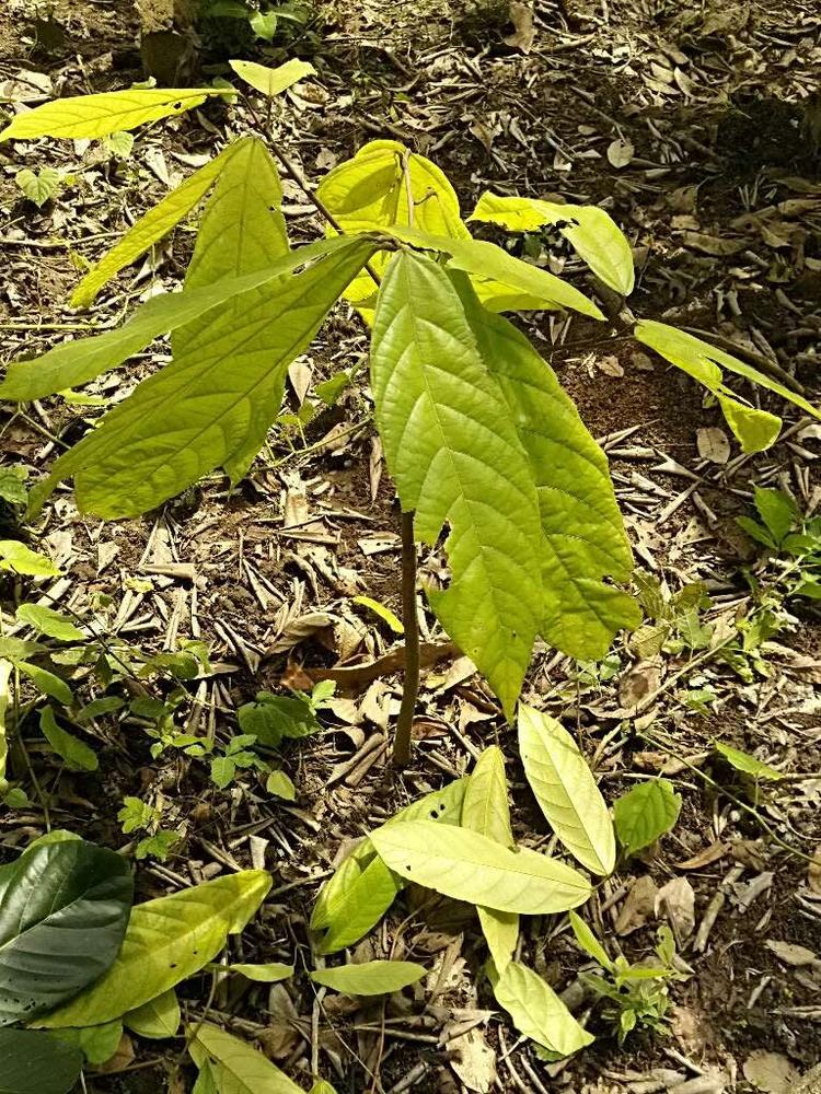 tree image