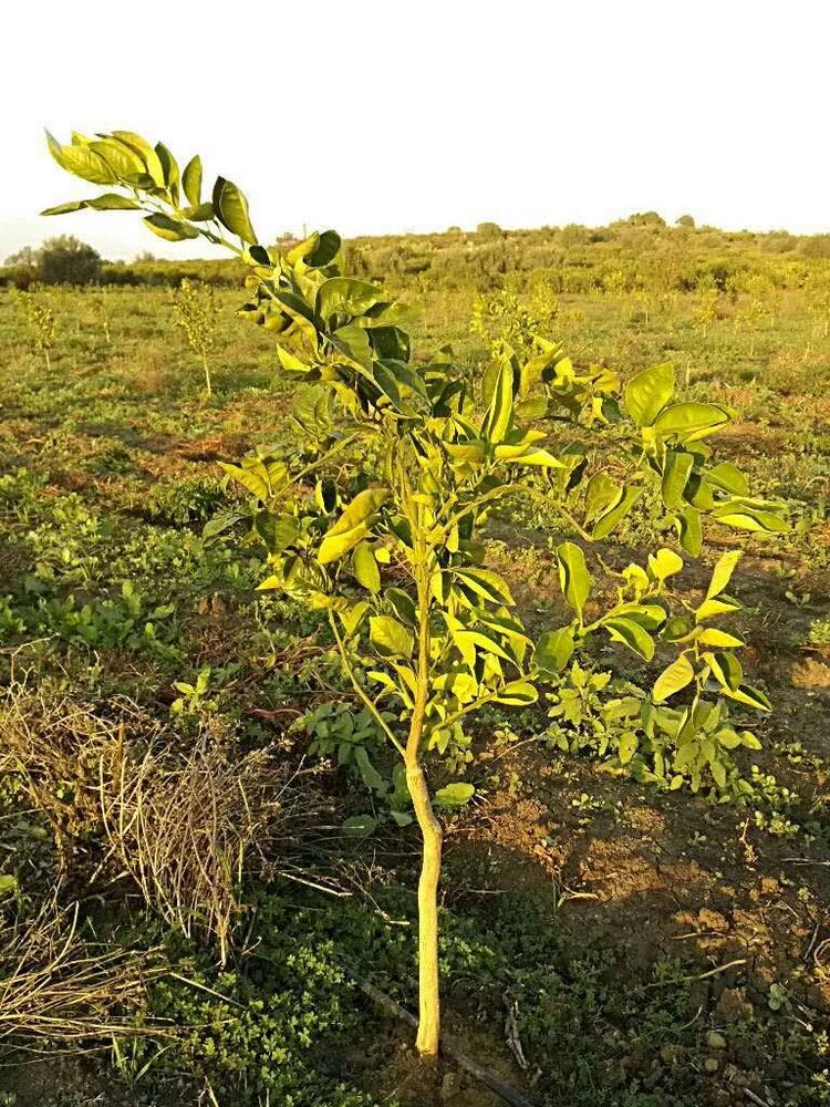 tree image
