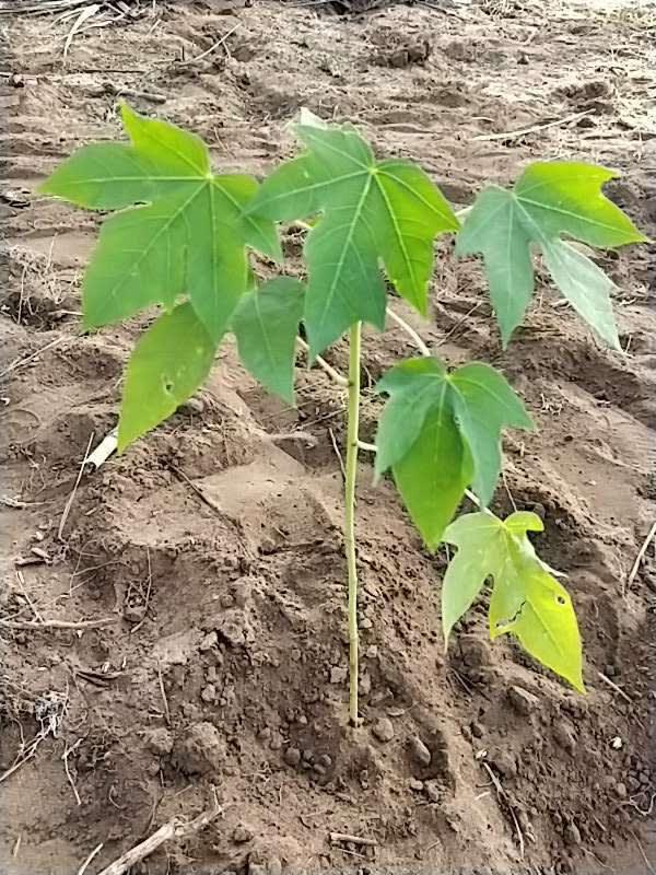 tree image