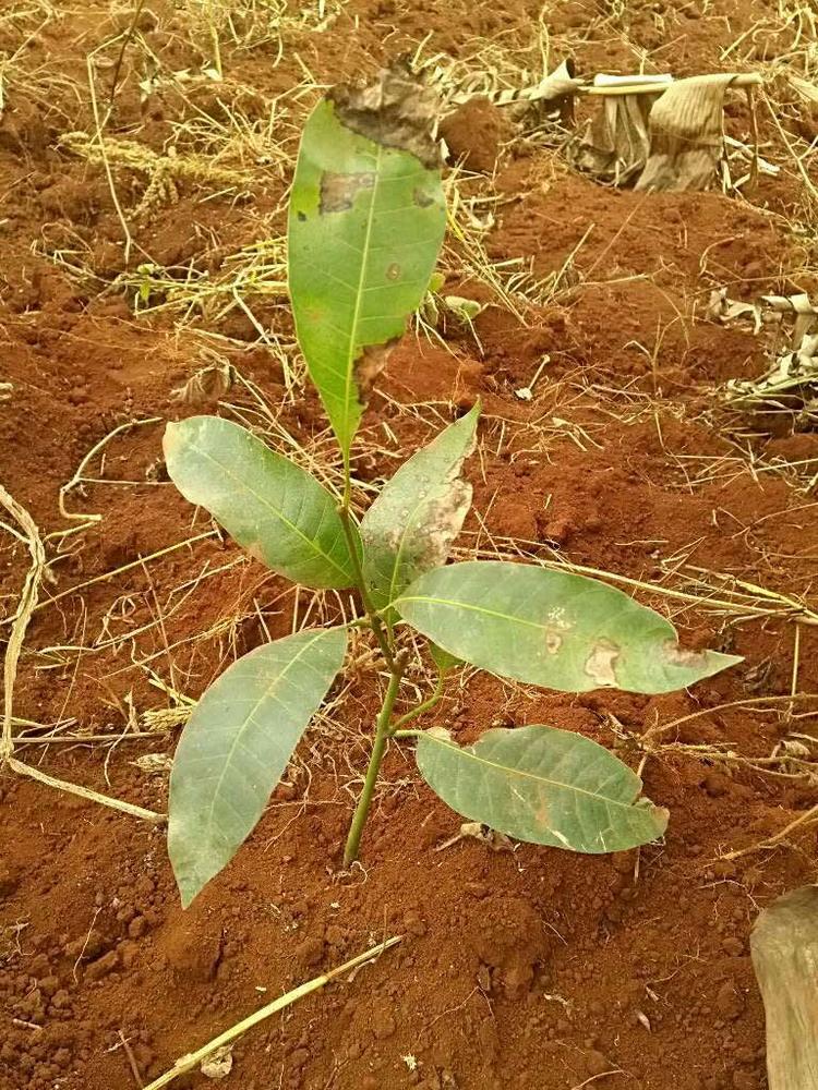 tree image