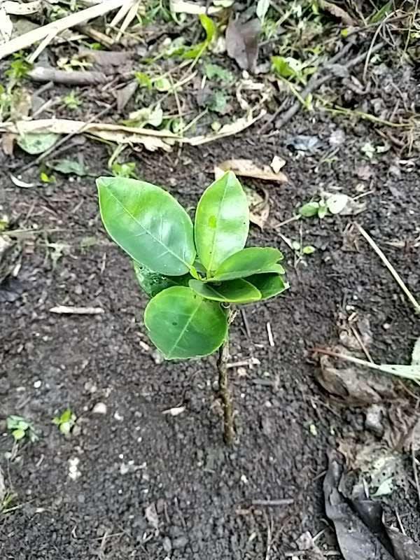 tree image