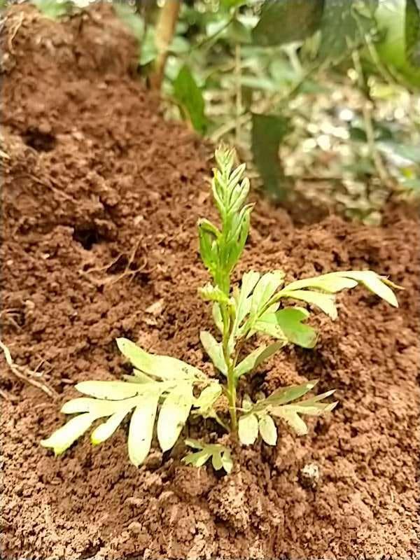 tree image