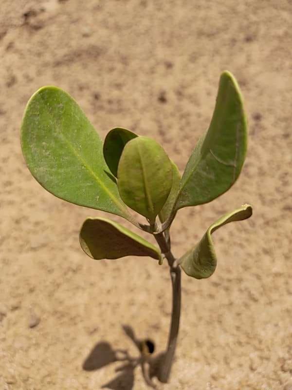 tree image