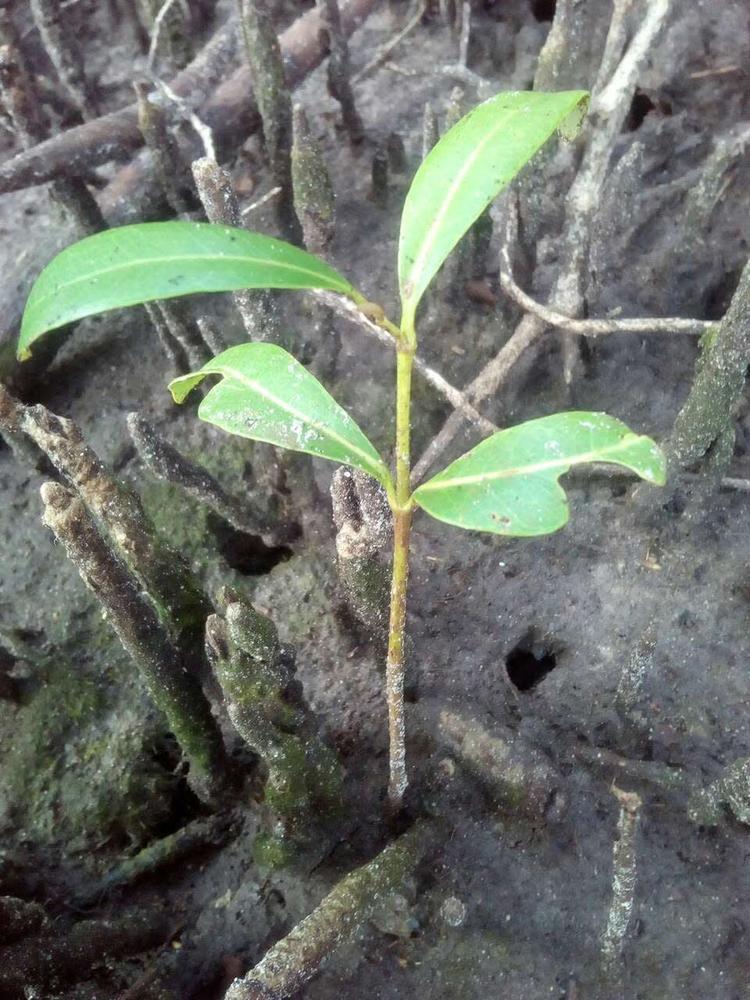 tree image