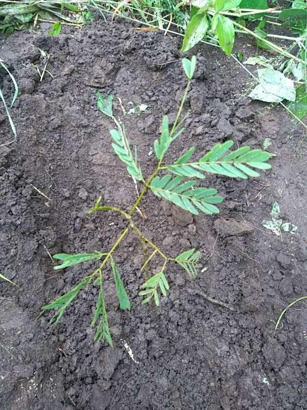 tree image