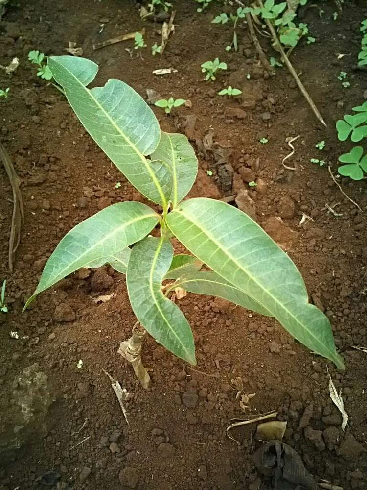 tree image