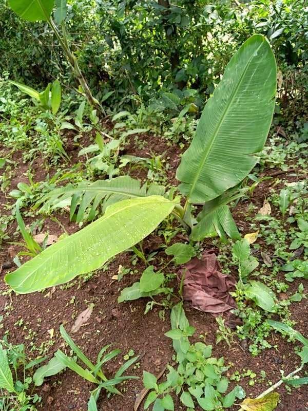 tree image