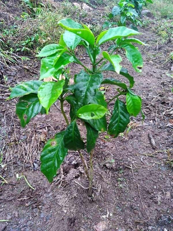 tree image