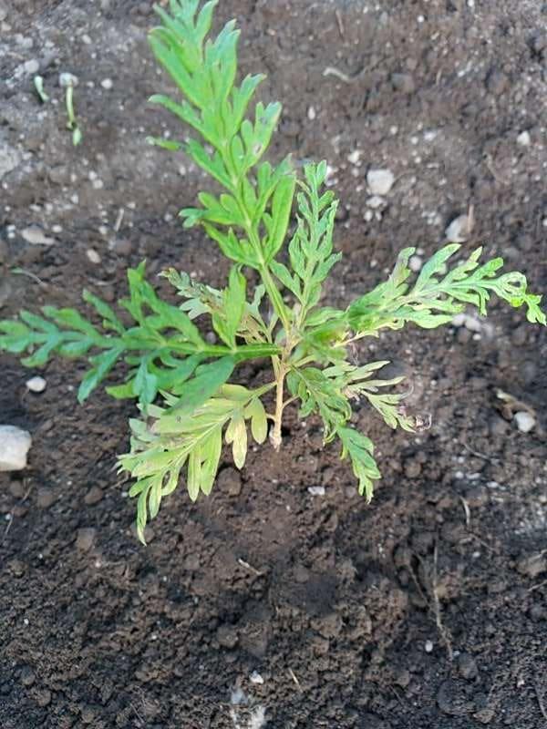 tree image