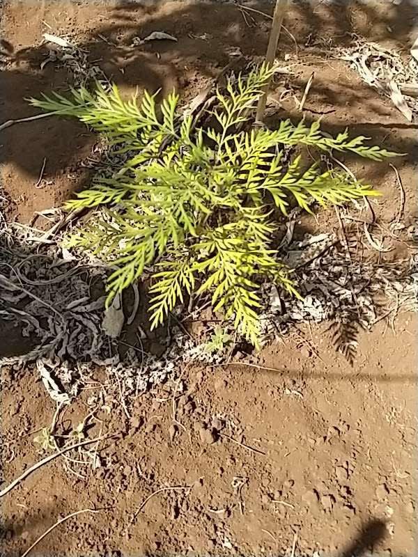 tree image