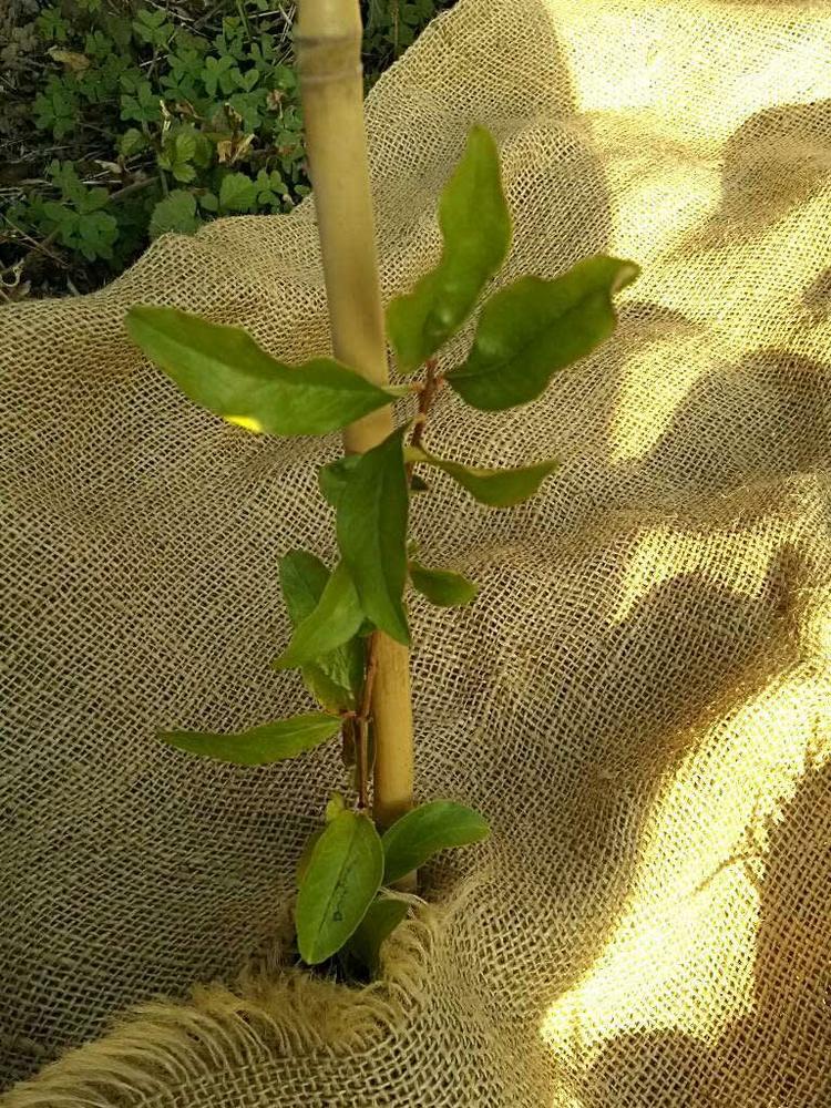 tree image