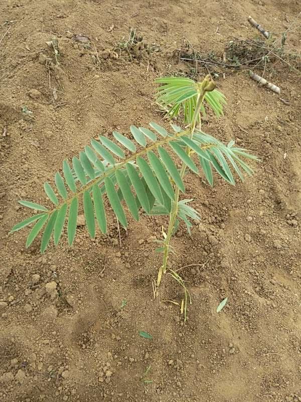 tree image