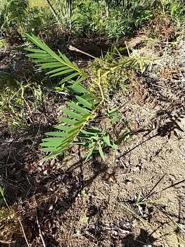 tree image