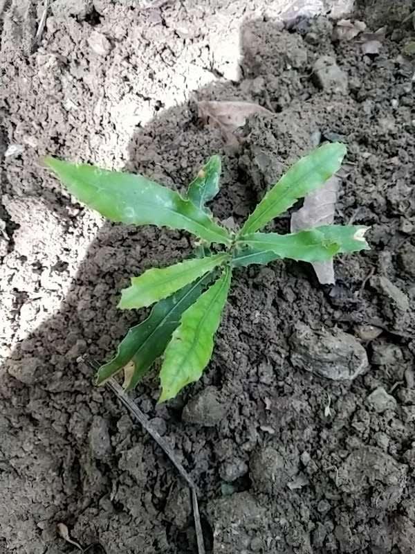 tree image