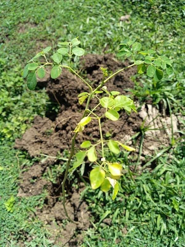 tree image