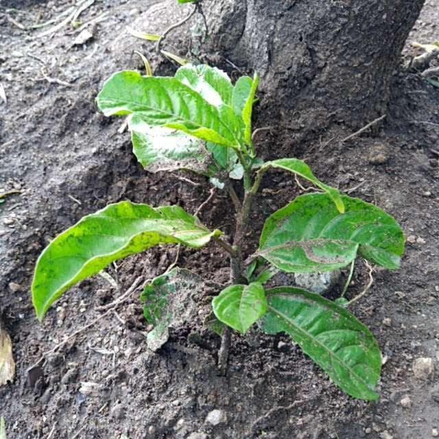 tree image