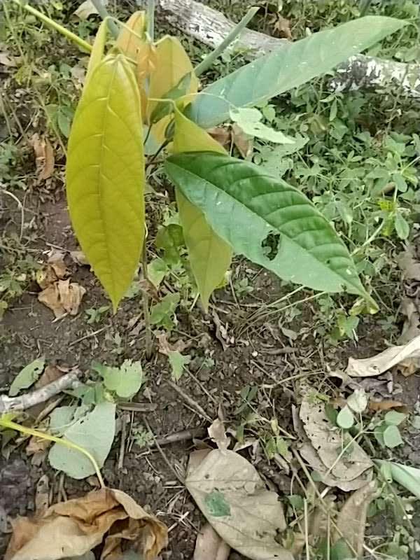 tree image