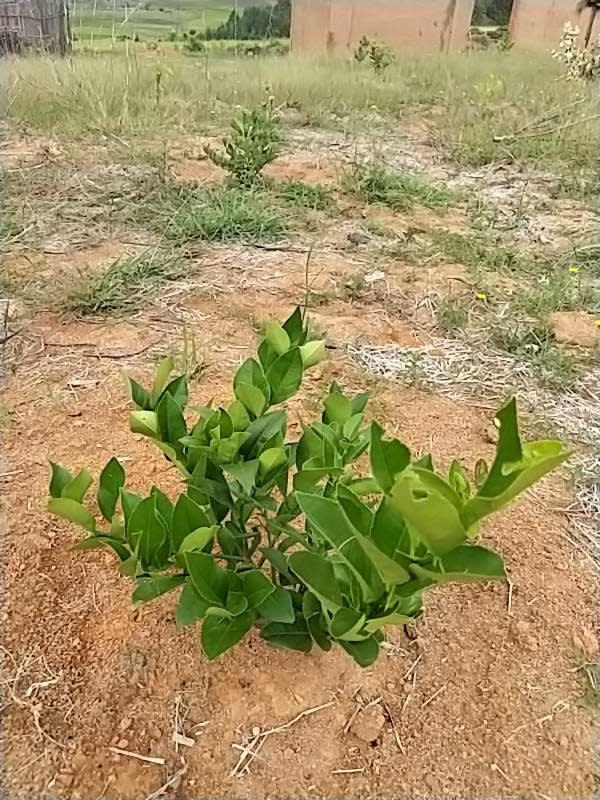 tree image