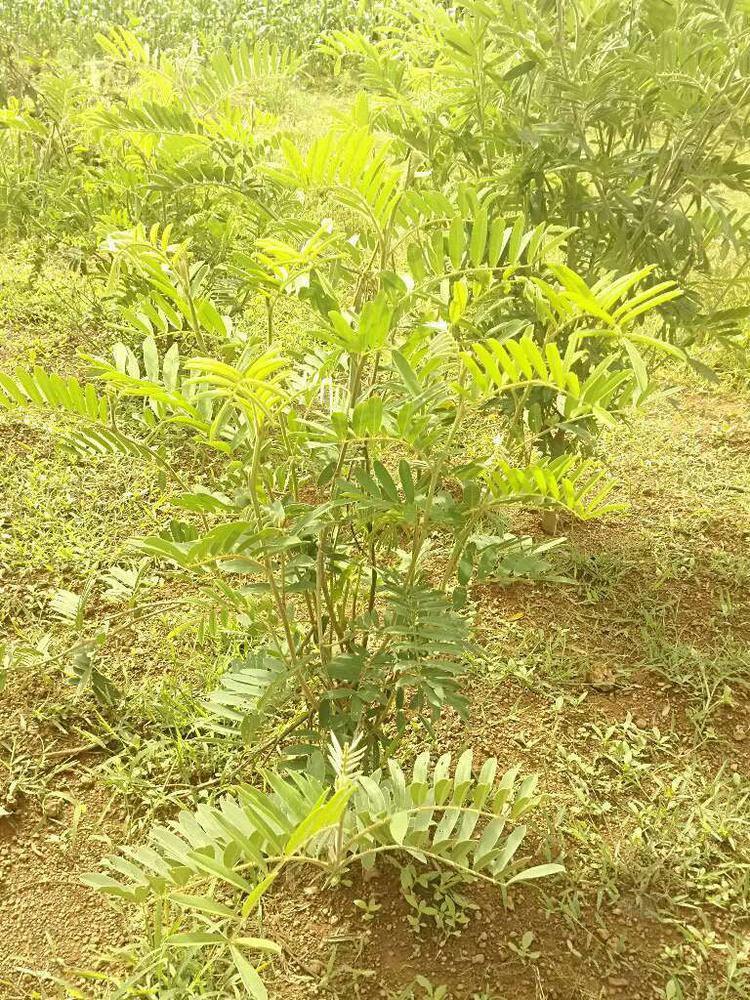 tree image