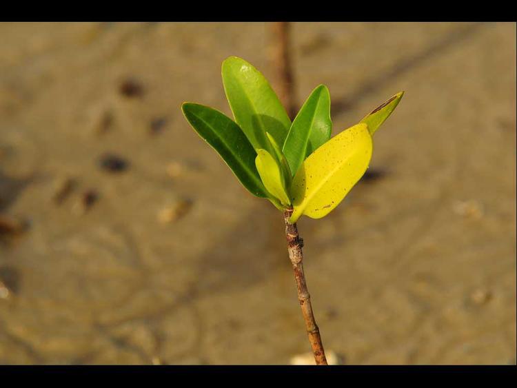 tree image