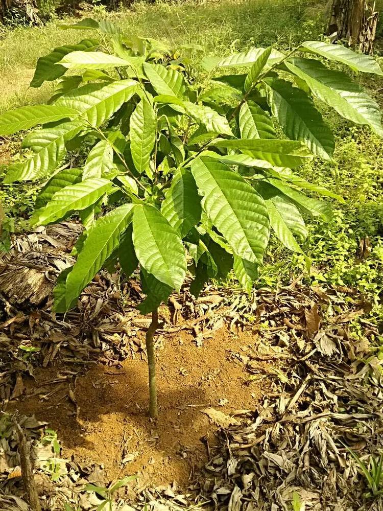 tree image