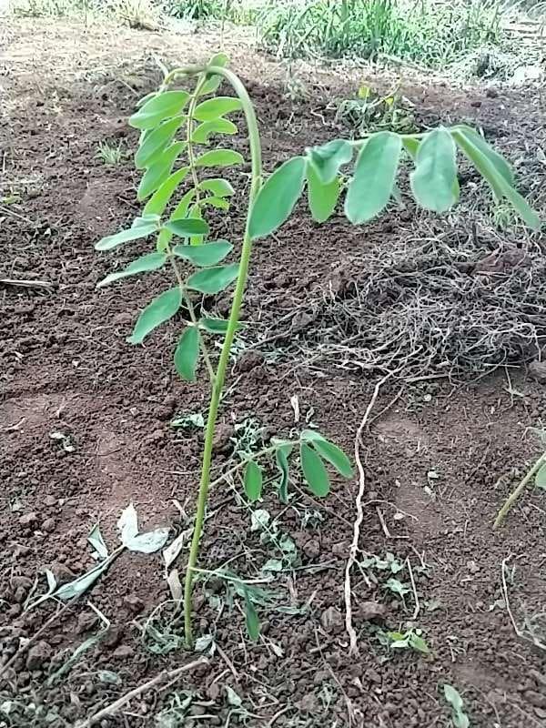 tree image