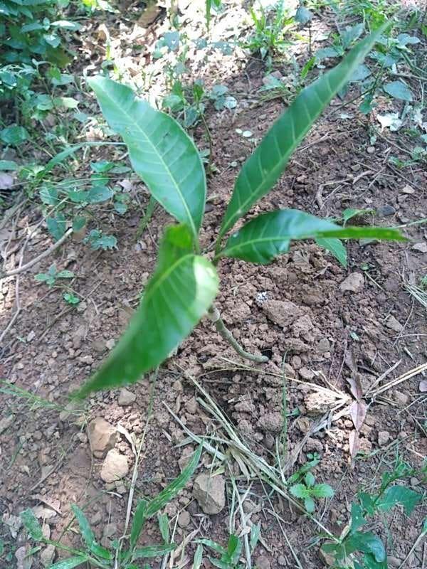 tree image