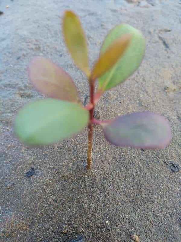 tree image