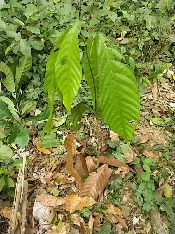 tree image