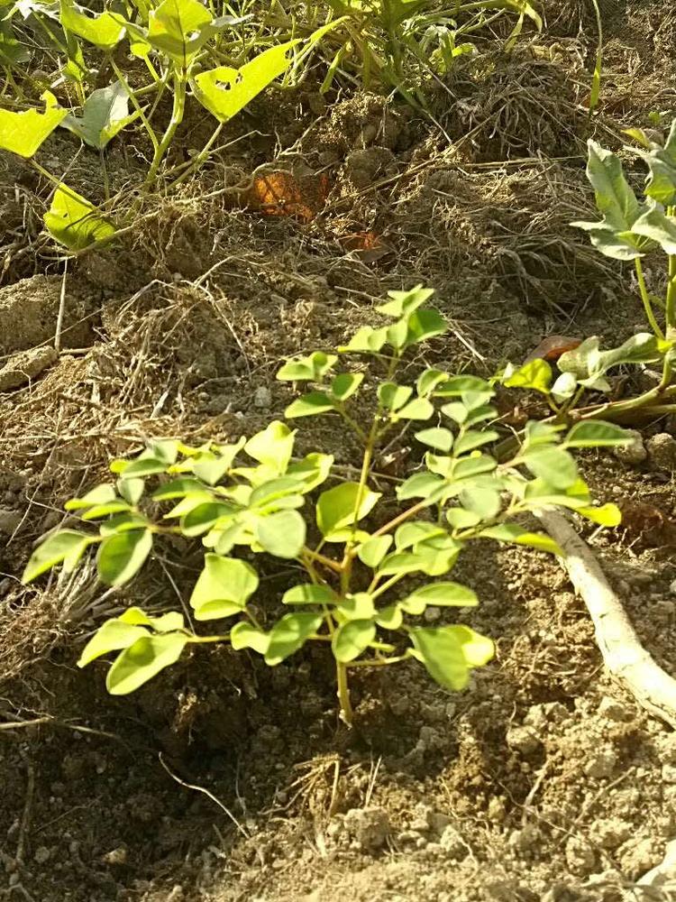 tree image