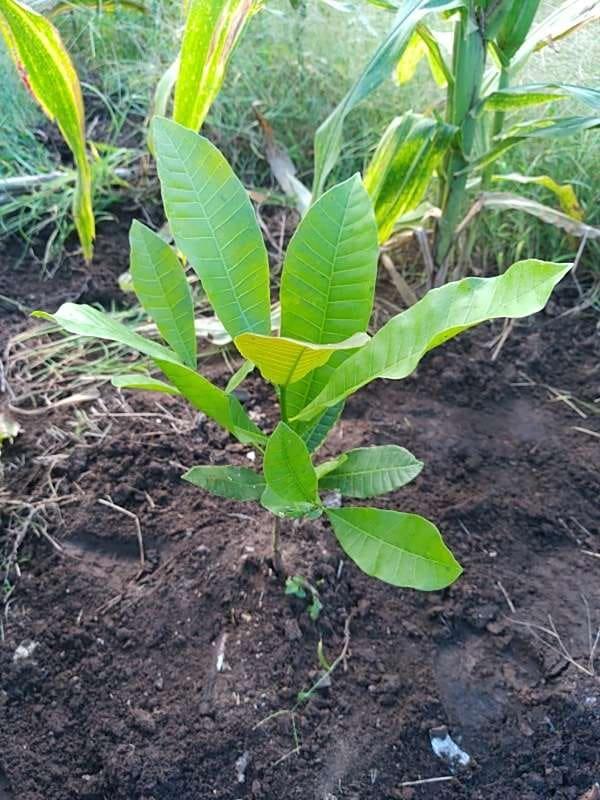 tree image