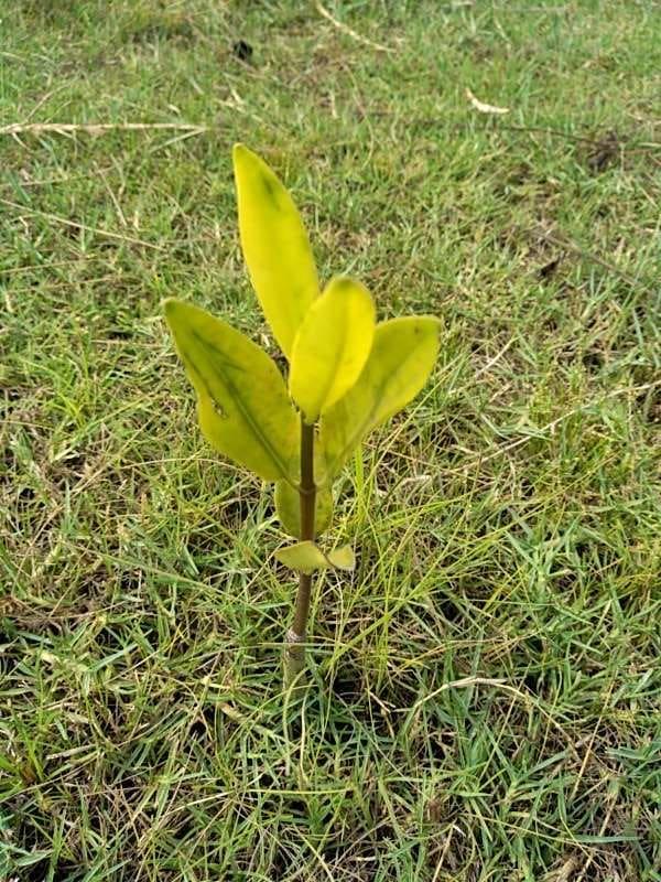 tree image