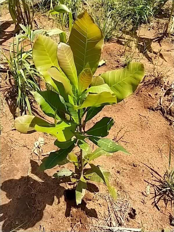tree image