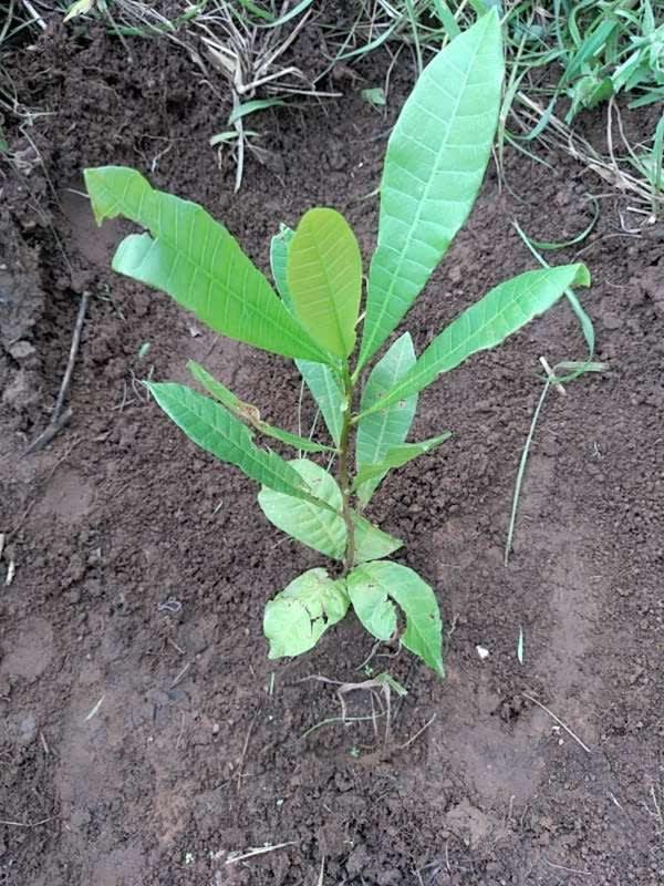 tree image