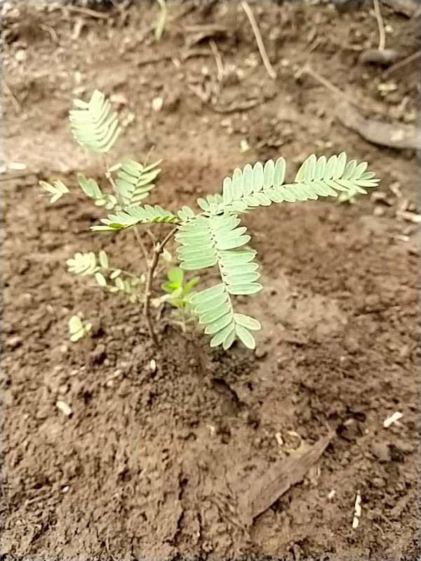 tree image