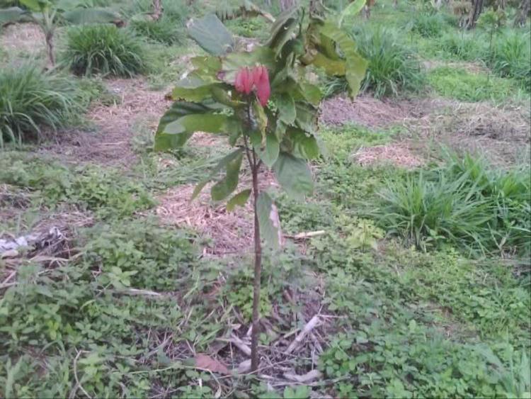 tree image