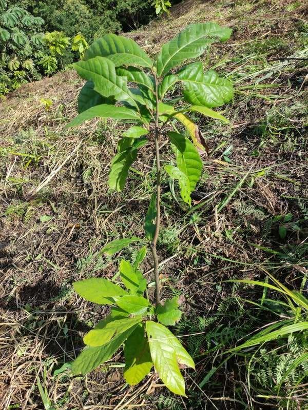 tree image