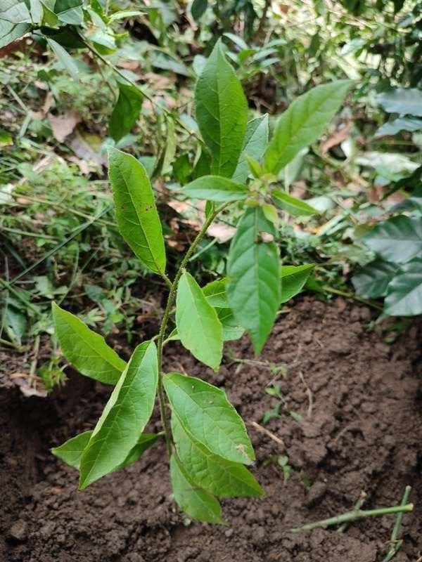 tree image