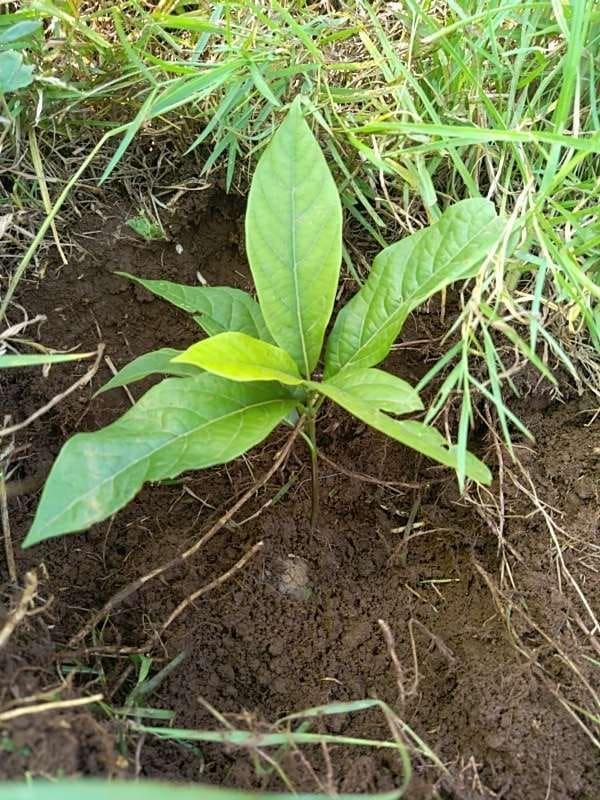 tree image