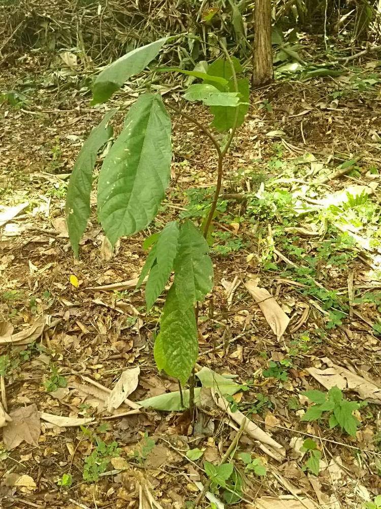 tree image
