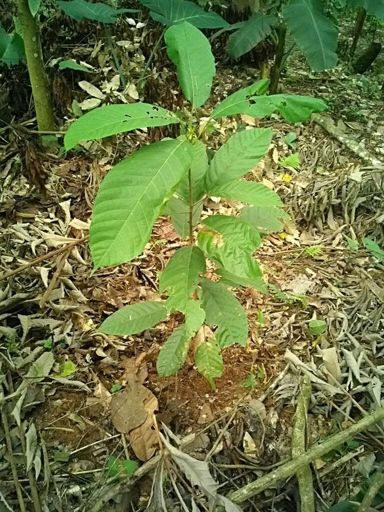 tree image