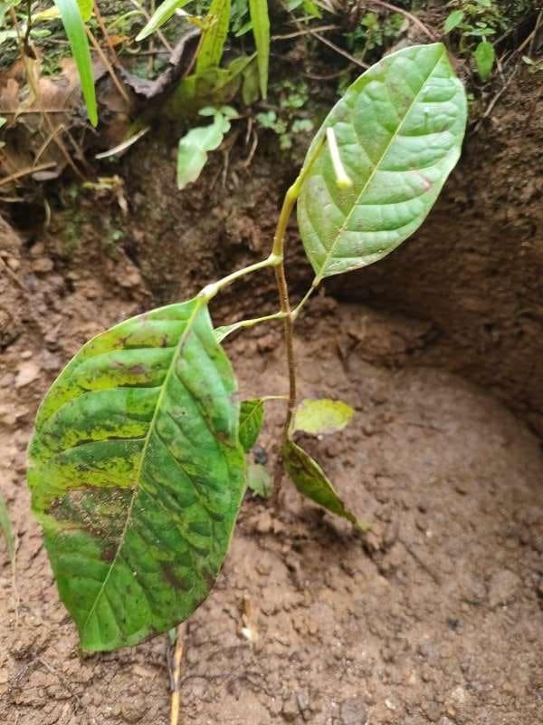 tree image
