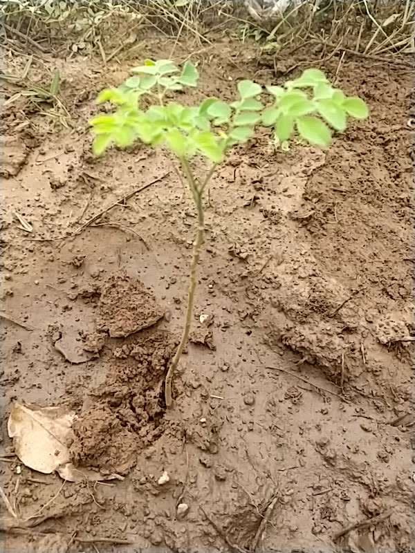 tree image