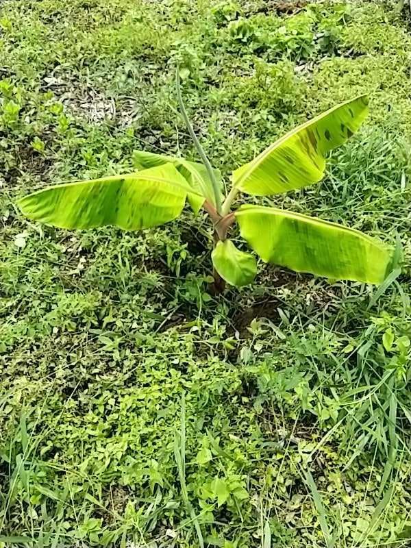 tree image