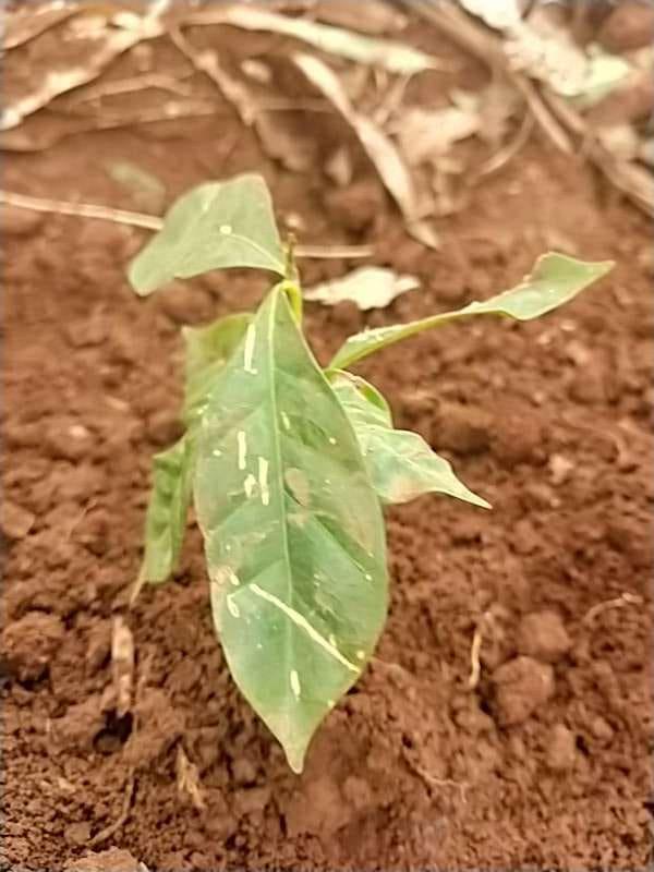 tree image