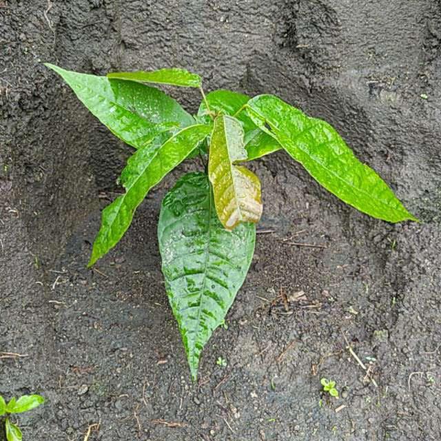 tree image