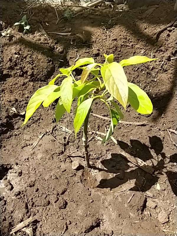tree image
