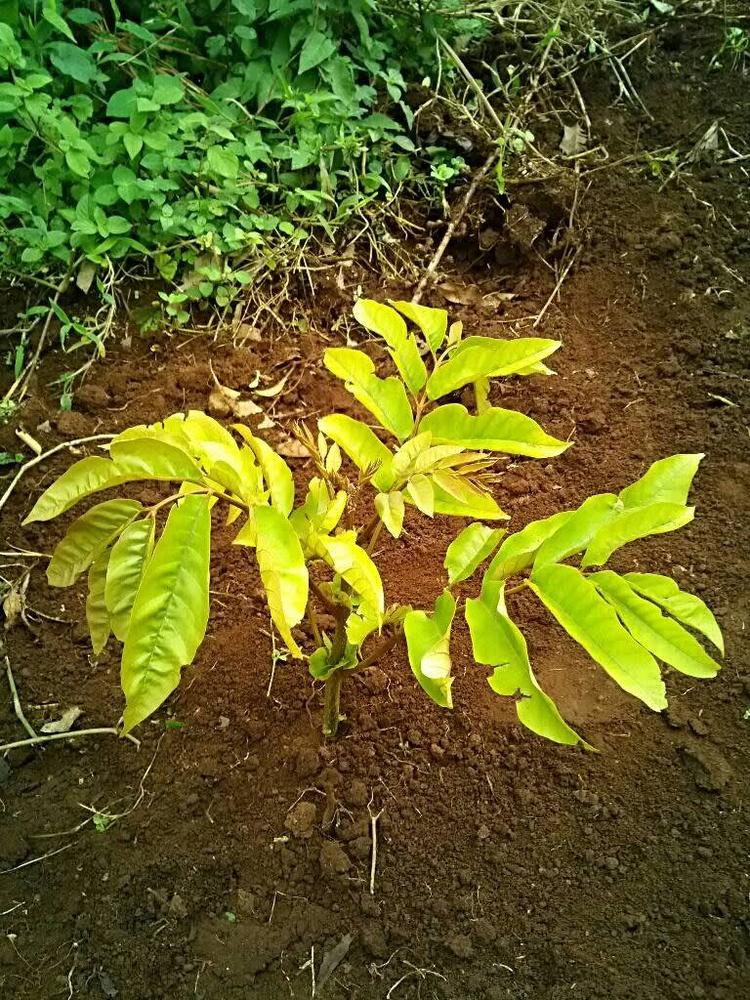 tree image